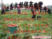 草莓大姜草莓苗選購(gòu)指南 價(jià)格、廠家與圖片信息詳解