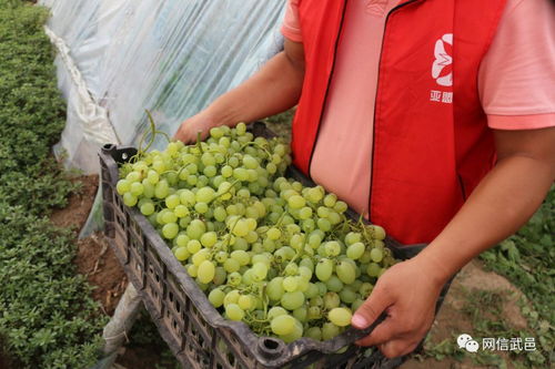 電商助力食用油銷(xiāo)售，破解農(nóng)產(chǎn)品滯銷(xiāo)難題